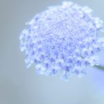 ガーデン用品屋さんの花図鑑 ブルーレースフラワー