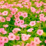 ガーデン用品屋さんの花図鑑 オシロイバナ