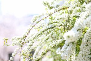 ガーデン用品屋さんの花図鑑 ユキヤナギ