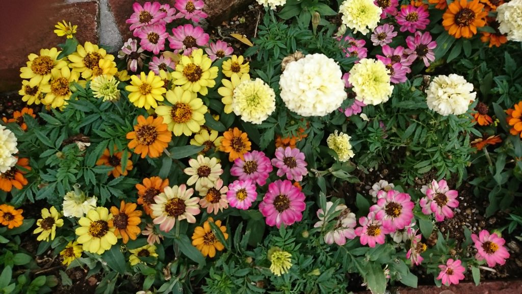 東京ディズニーランドにお花を見に行こう Meiku メイク ガーデニングの知識や楽しさを提供